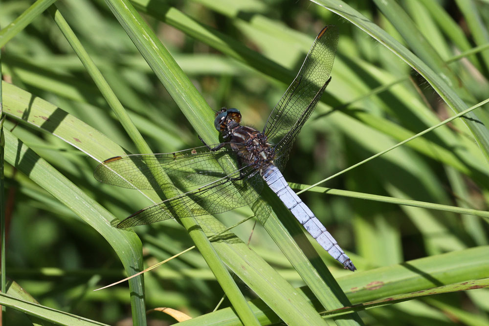 Orthetrum_coerulescens